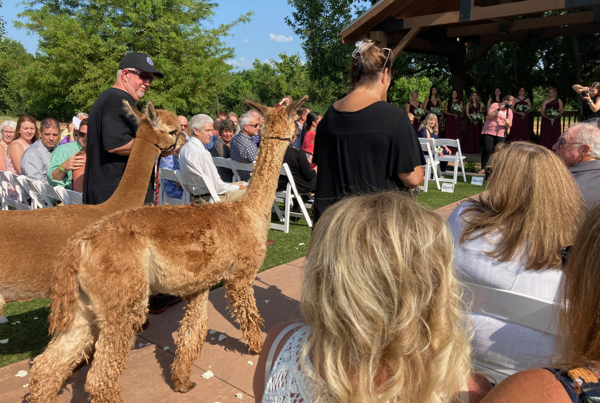 alpaca